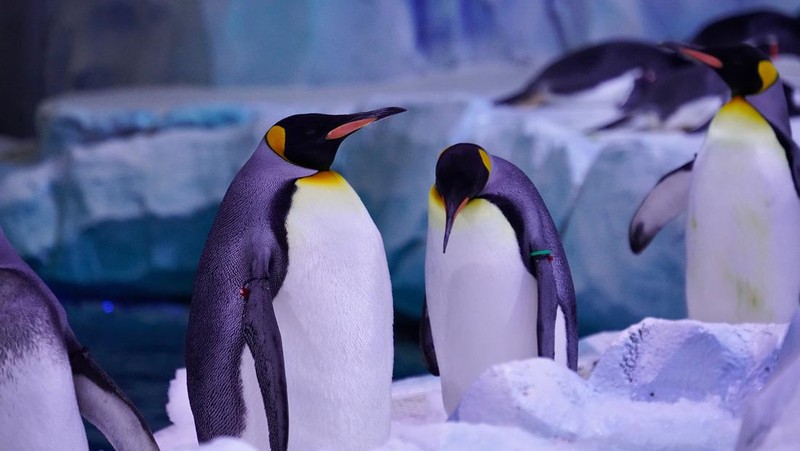 Penguin hingga Kucing, Ini 5 Hewan Gemas yang Paling Murah Hati!