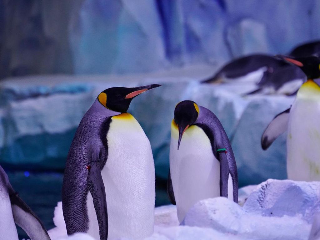 Pusat Konservasi Penguin Terbesar di Dunia Akhirnya Dibuka Lagi