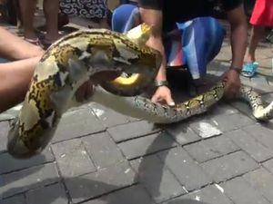 Ular Sanca di Surabaya Ditangkap Setelah Bikin Panik Warga