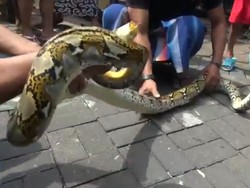 Ular Sanca di Surabaya Ditangkap Setelah Bikin Panik Warga