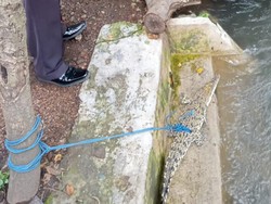 Anak Buaya Ditemukan di Sungai Bakalan Pasuruan