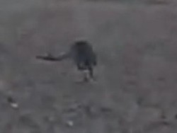 Sosok Kanguru Misterius Tertangkap Kamera di Denmark, Kok Bisa?