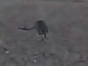 Sosok Kanguru Misterius Tertangkap Kamera di Denmark, Kok Bisa? Sosok Kanguru Misterius Tertangkap Kamera di Denmark, Kok Bisa?