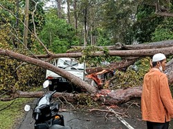 Cerita Menegangkan Evakuasi Penumpang Pikap Tertimpa Pohon