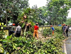 Korban Selamat Tertimpa Pohon Tumbang di Sukabumi Alami Patah Tulang