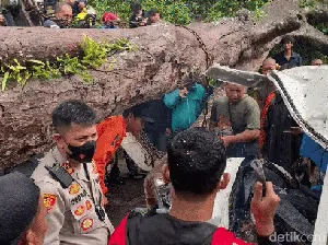 Tragedi Pohon Tumbang Renggut 3 Nyawa Pengguna Jalan di Sukabumi Tragedi Pohon Tumbang Renggut 3 Nyawa Pengguna Jalan di Sukabumi