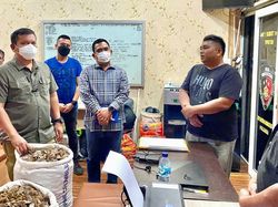 Polisi Sebut Pelaku Penjual 150 Kg Sisik di Sumut Bunuh 600 Trenggiling