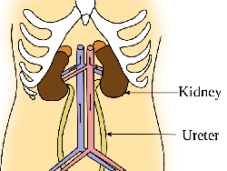 Fungsi Uretra dan Organ-organ Urinaria Lainnya, Yuk Simak!