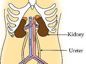 Fungsi Uretra dan Organ-organ Urinaria Lainnya, Yuk Simak! Fungsi Uretra dan Organ-organ Urinaria Lainnya, Yuk Simak!