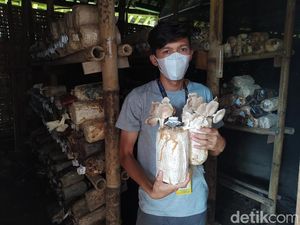 Wisata Edukasi Jamur Borobudur, Bisa Belajar Budi Daya-Cicipi Olahan