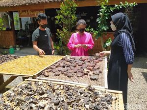 Wisata Sambil Belajar Proses Budidaya Jamur Borobudur Wisata Sambil Belajar Proses Budidaya Jamur Borobudur