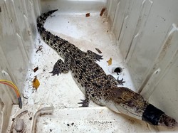 BKSDA Sebut Anak Buaya Ditangkap di Sungai Bakalan Pasuruan Satwa Rumahan