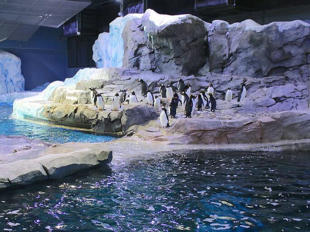 Foto: Pusat Konservasi Penguin Terbesar Dunia yang Dibuka Lagi