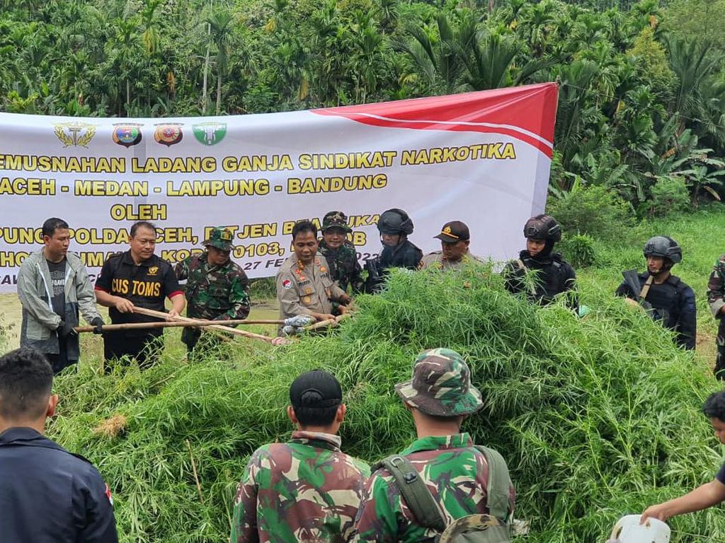 Polisi Ubrak-abrik 6,28 Hektare Ladang Ganja di 3 Lokasi Aceh Utara!