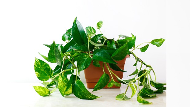 Sirih gading yang cocok dipilih sebagai tanaman hias untuk kamar.