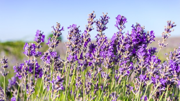 Lanvender yang cocok dipilih sebagai tanaman hais untuk kamar.