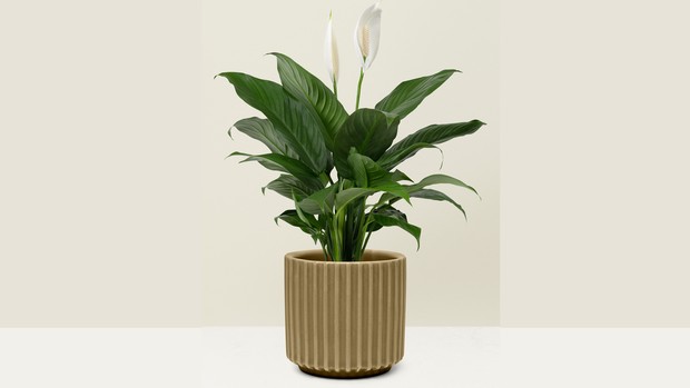 Tanaman hias Peace Lily yang cocok ditaruh di kamar untuk mempercantik dekorasi.