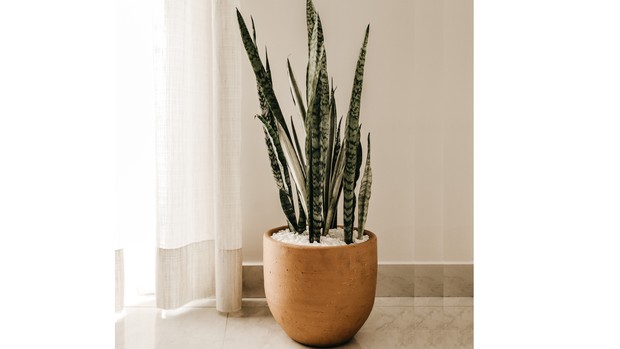 Lidah mertua yang bisa dipilih sebagai tanaman hias untuk kamar.