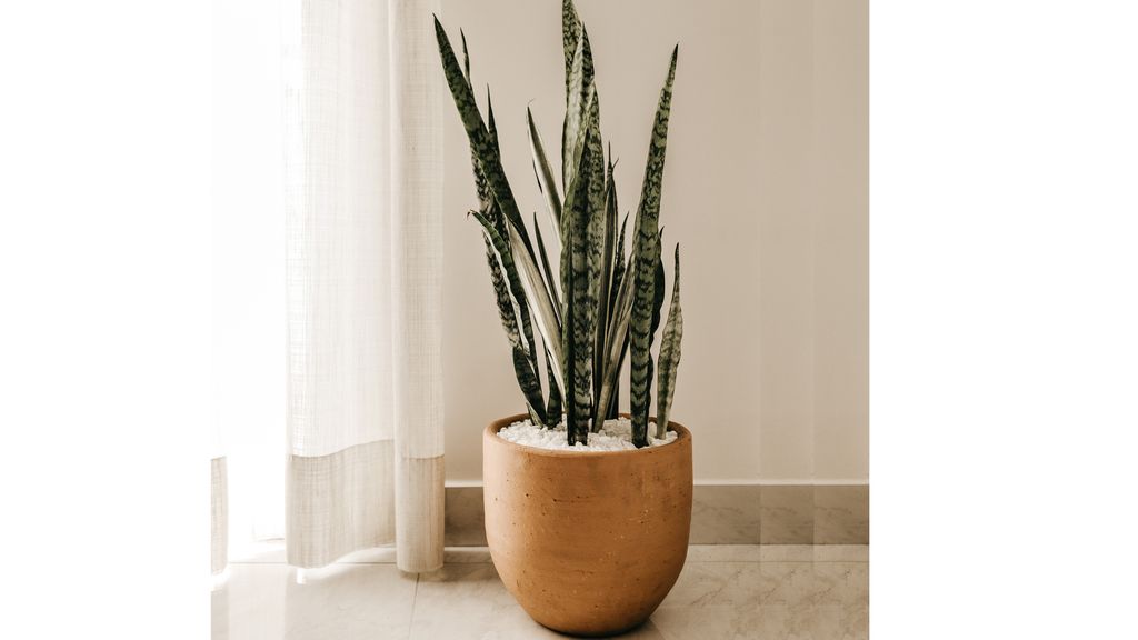 Lidah mertua yang bisa dipilih sebagai tanaman hias untuk kamar.