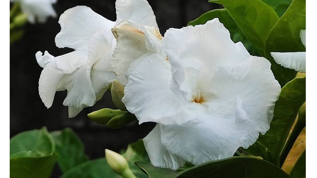 Gardenia yang cocok dipilih sebagai tanaman hias untuk kamar.