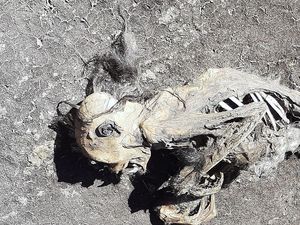Temuan Kerangka di Gunung Ciremai, Masih Ada Sisa Kulit dan Rambut Temuan Kerangka di Gunung Ciremai, Masih Ada Sisa Kulit dan Rambut