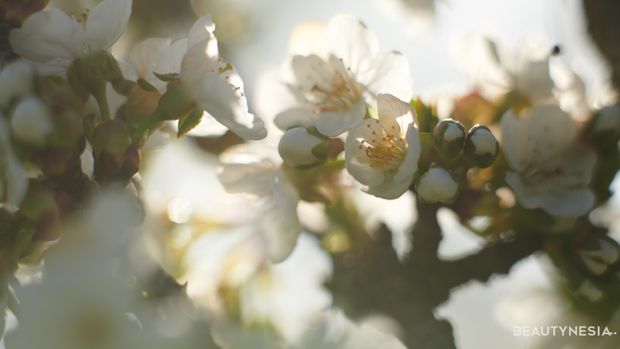 L'Occitane Starry Cherry Blossom