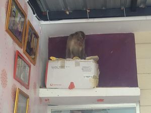 Monyet Liar Masuk Rumah Warga Jember Lalu Banting TV dan Perabotan