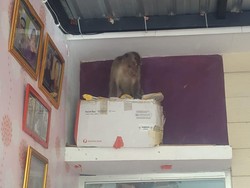 Monyet Liar Masuk Rumah Warga Jember Lalu Banting TV dan Perabotan