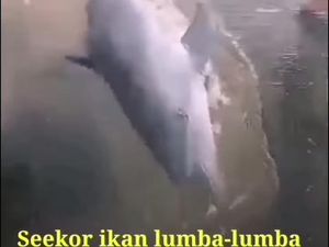 Hiu Tutul Muncul di Perairan Jepara!