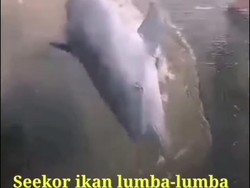 Hiu Tutul Muncul di Perairan Jepara!