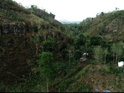 Pengembangan Pariwisata di Hutan Bowosie NTT Akan Serap 10 Ribu Tenaga Kerja