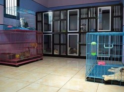 8 Tempat Penitipan Kucing di Bandung, Harga Mulai Rp 30 Ribu