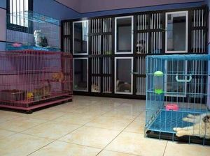 8 Tempat Penitipan Kucing di Bandung, Harga Mulai Rp 30 Ribu 8 Tempat Penitipan Kucing di Bandung, Harga Mulai Rp 30 Ribu