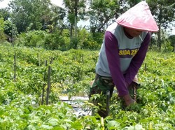 Bantul Sediakan 80 Hektare Lahan Pasir untuk Bertanam Cabai