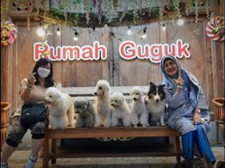Wisata ke Bandung, Coba Bermain Bersama Anjing Lucu di Rumah Guguk