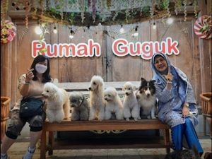 Wisata ke Bandung, Coba Bermain Bersama Anjing Lucu di Rumah Guguk Wisata ke Bandung, Coba Bermain Bersama Anjing Lucu di Rumah Guguk