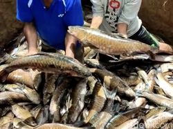 3 Ton Ikan yang Dimitoskan di Sumbar Mati Usai Banjir Bandang-Gempa