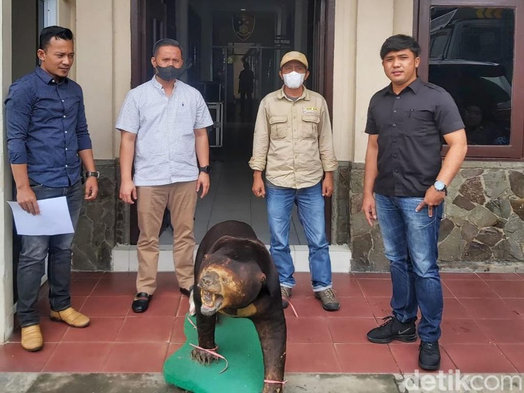 Polisi Amankan Seekor Beruang Madu Diawetkan Warga di Inhil Riau