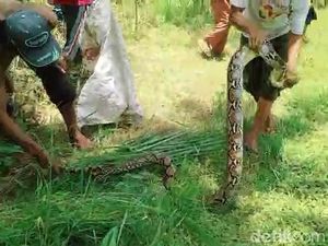 Ular Sanca Masuk Permukiman di Pasuruan, Ditangkap Lalu Dilepas ke Hutan