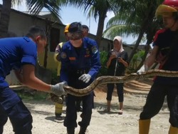Ular Sanca 3 Meter Ditangkap Saat Ngumpet di Kolam Ikan Warga Lamongan