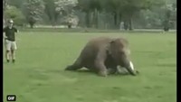 Jatuhnya Harry Kane dibilang tak ubahnya seperti gajah ini. Foto: dok. Twitter