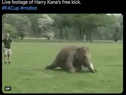 Jatuhnya Harry Kane dibilang tak ubahnya seperti gajah ini. Foto: dok. Twitter