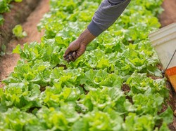 Hukum Makan Sayuran dan Buah yang Dipupuki Kotoran Babi