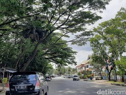 130 Pohon Rawan Tumbang Ancam Warga Kendari, DLHK Ngaku Tak Ada Alat Pangkas