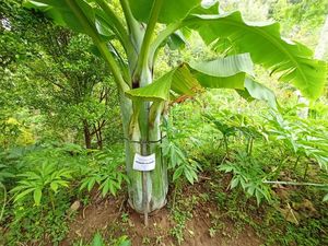 Menanti Pisang Raksasa di Ponorogo Berbuah Menanti Pisang Raksasa di Ponorogo Berbuah