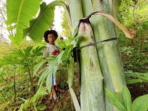 Ini Alasan Kenapa Pisang Aladin Raksasa di Ponorogo Bakal Dibudidayakan Ini Alasan Kenapa Pisang Aladin Raksasa di Ponorogo Bakal Dibudidayakan