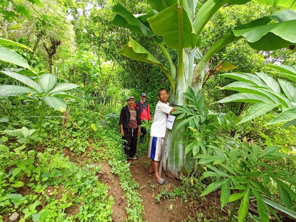 Aneh Tapi Nyata! Pohon Pisang Raksasa Tumbuh di Ponorogo Aneh Tapi Nyata! Pohon Pisang Raksasa Tumbuh di Ponorogo