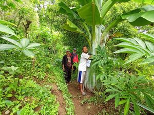 Pohon Pisang Raksasa di Ponorogo Diberi Nama Aladin Pohon Pisang Raksasa di Ponorogo Diberi Nama Aladin