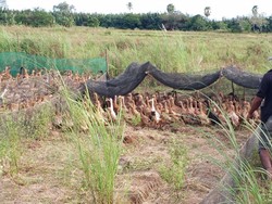 Polisi Tangkap 2 Pria Pencuri 480 Ekor Itik Warga di Wajo, 1 Rekannya Buron