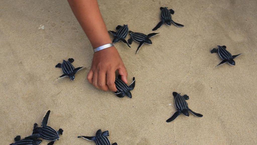 Aksi Pelepasan Ratusan Tukik Kembali ke Habitatnya Aksi Pelepasan Ratusan Tukik Kembali ke Habitatnya